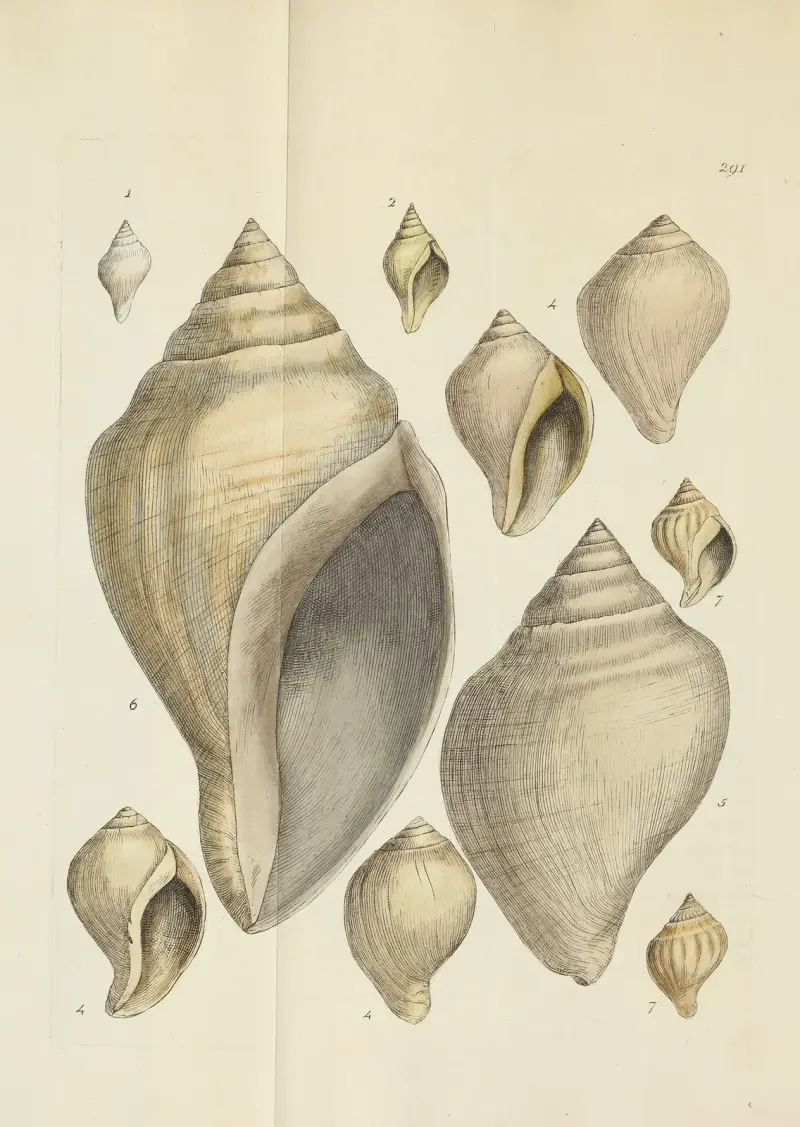 Die Mineral-Conchologie Großbritanniens, Tafel 477 von James Sowerby