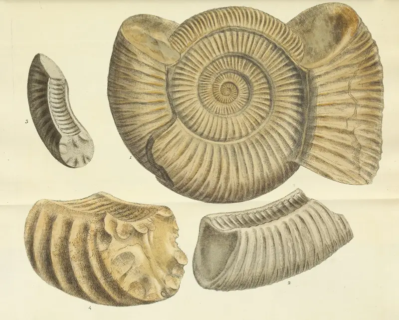 The mineral conchology of Great Britain Pl.478 av James Sowerby