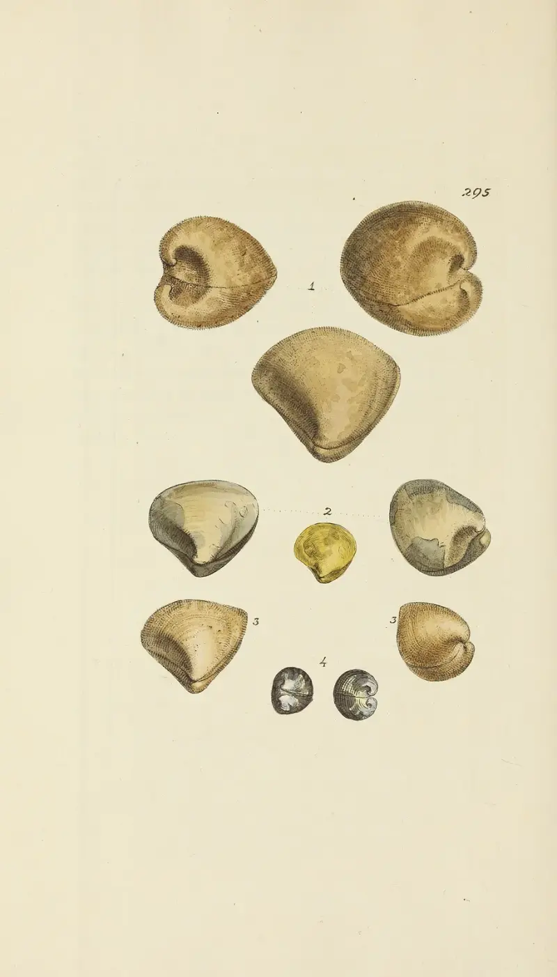 The mineral conchology of Great Britain Pl.480 av James Sowerby