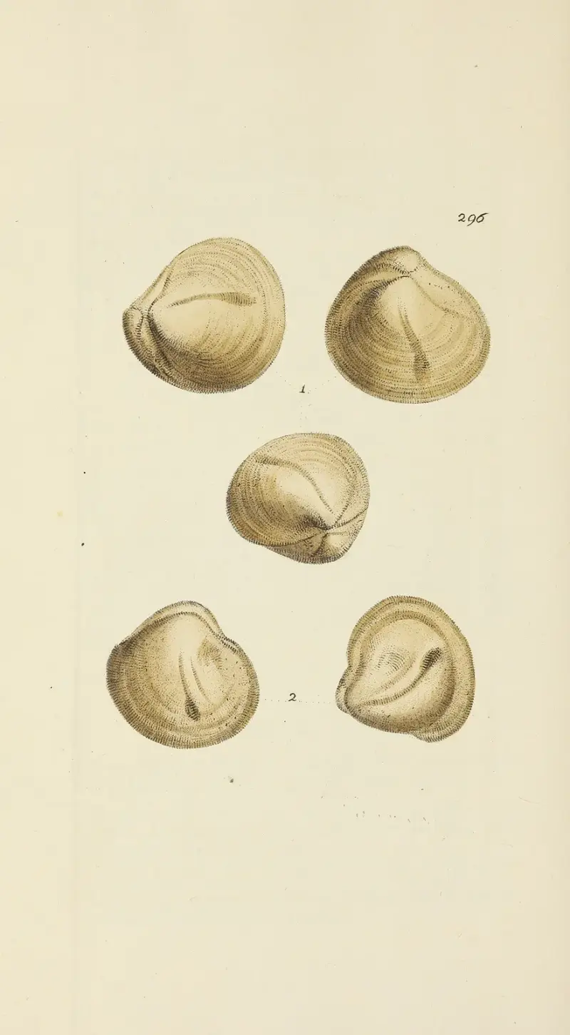 The mineral conchology of Great Britain Pl.481 av James Sowerby