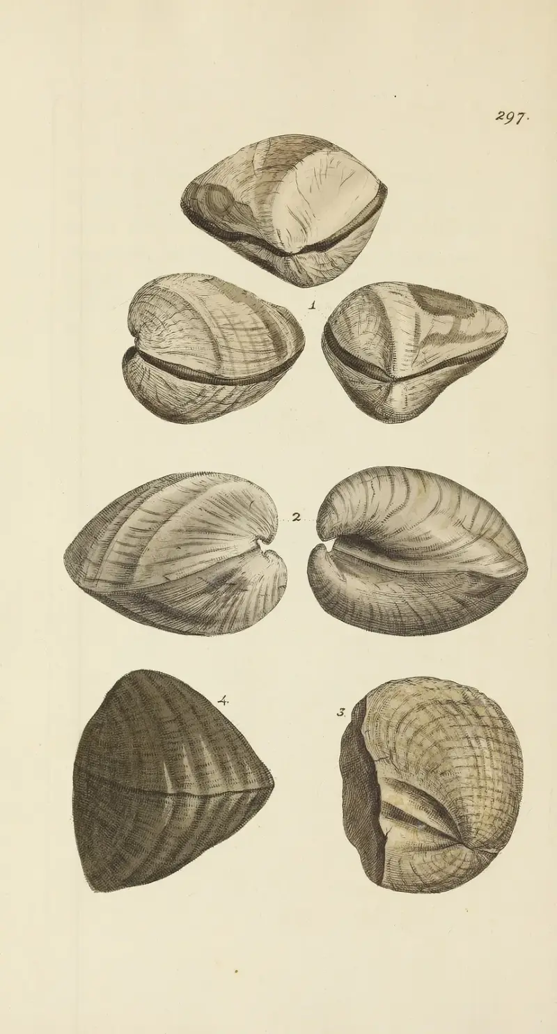 Mineralconchologi från Storbritannien pl. 482 av James Sowerby