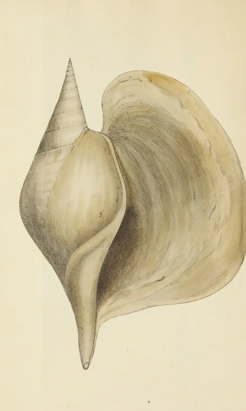 Great Britains mineralogi och konkologi, plansch 484 av James Sowerby