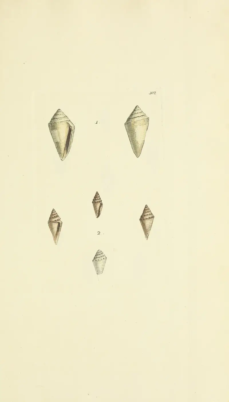 The mineral conchology of Great Britain Pl.486 av James Sowerby