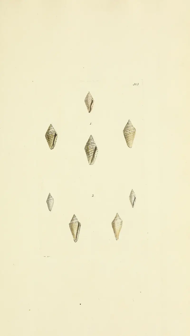 Brittisk mineralisk konkyliologi pl. 487 av James Sowerby
