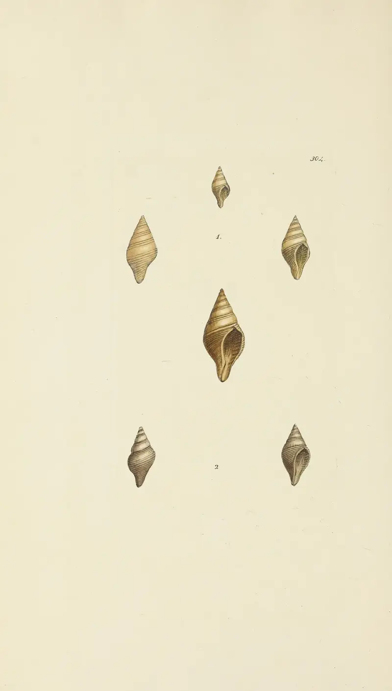 The Mineral Conchology of Great Britain, plansch 488 av James Sowerby