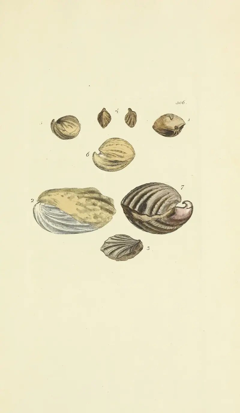 The mineral conchology of Great Britain pl. 490 av James Sowerby