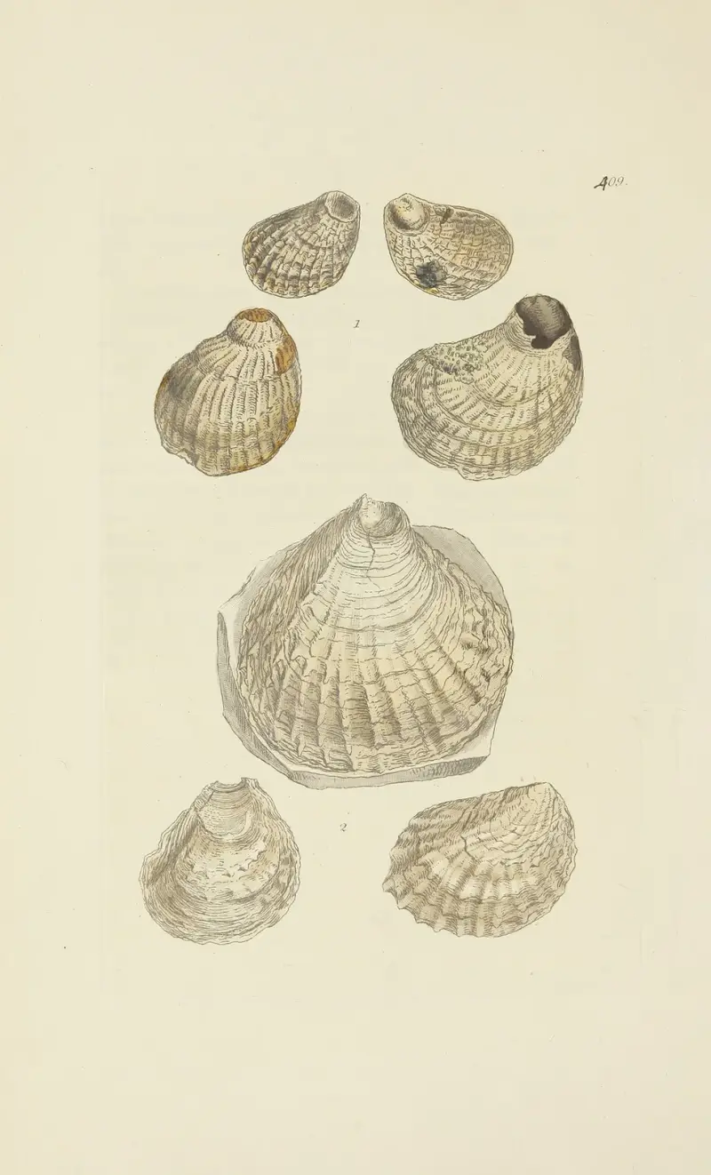 The mineral conchology of Great Britain Pl.492 av James Sowerby