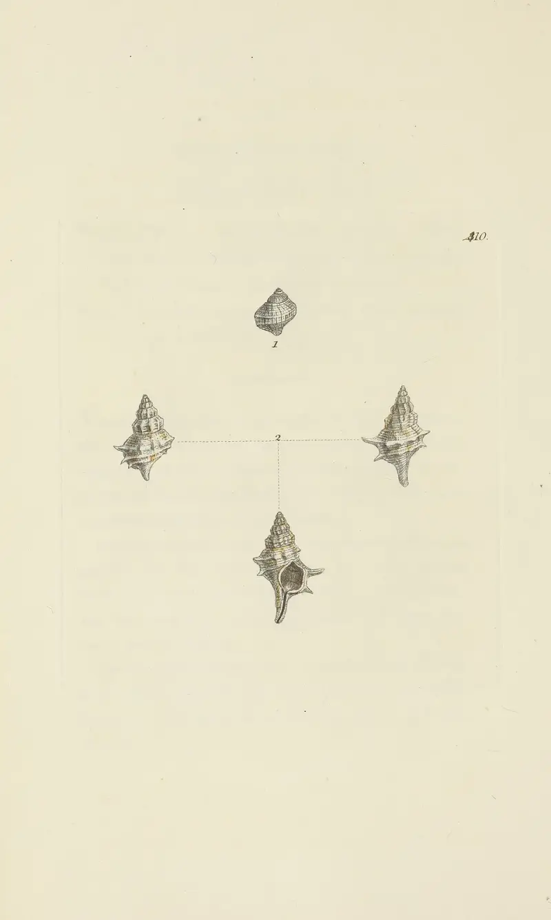 The mineral conchology of Great Britain Pl.493 av James Sowerby