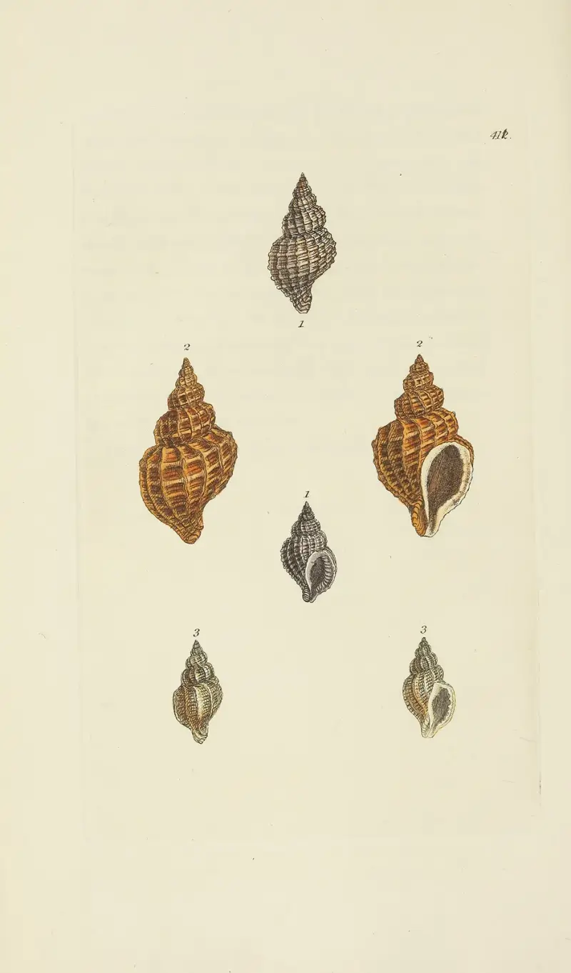 The mineral conchology of Great Britain Pl.494 av James Sowerby