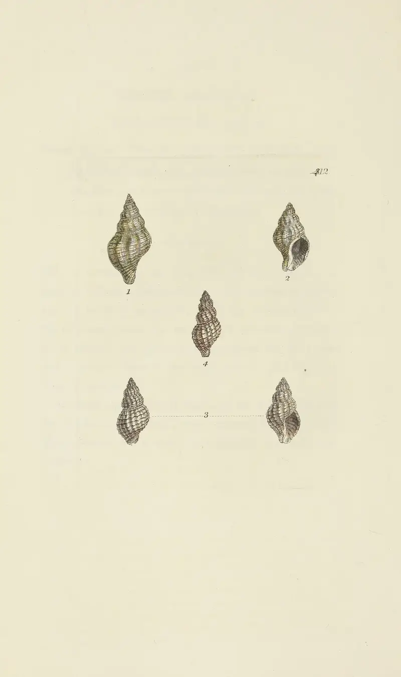 The mineral conchology of Great Britain pl. 495 av James Sowerby