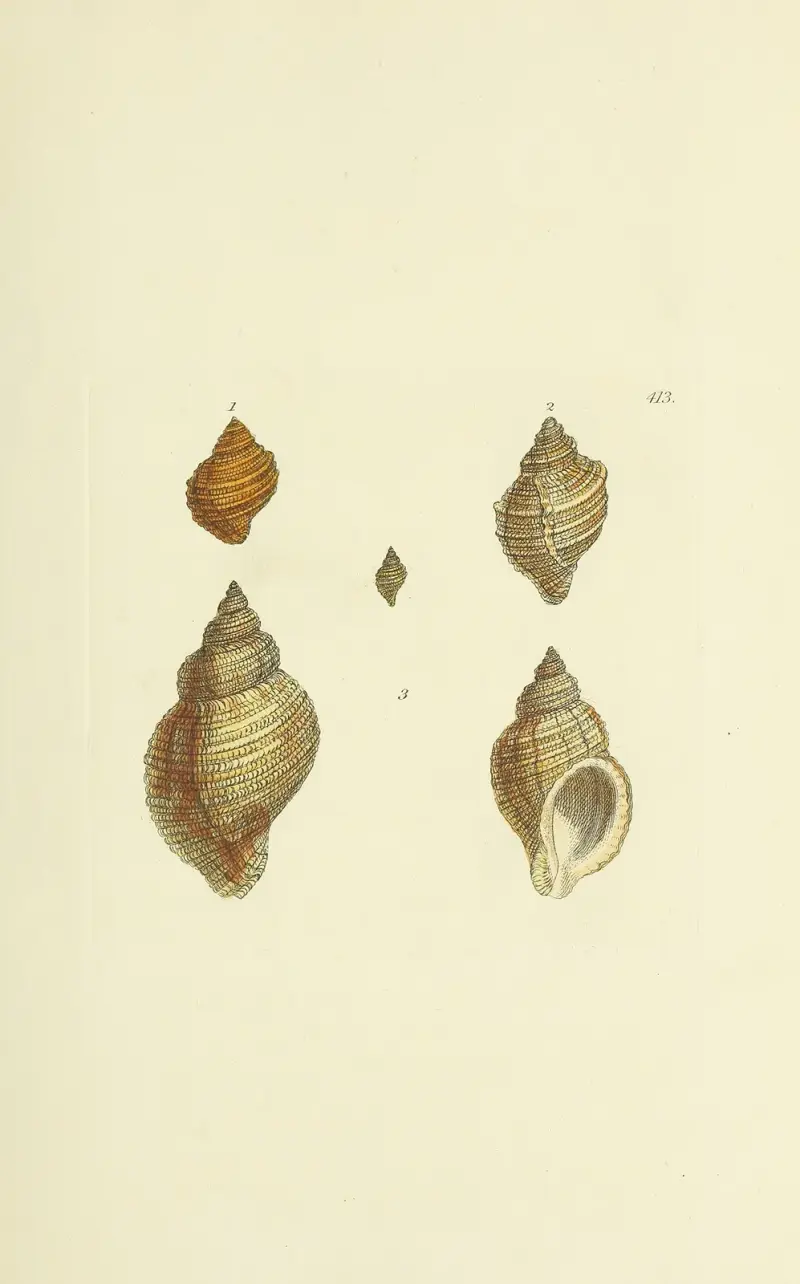 The mineral conchology of Great Britain Pl.496 av James Sowerby