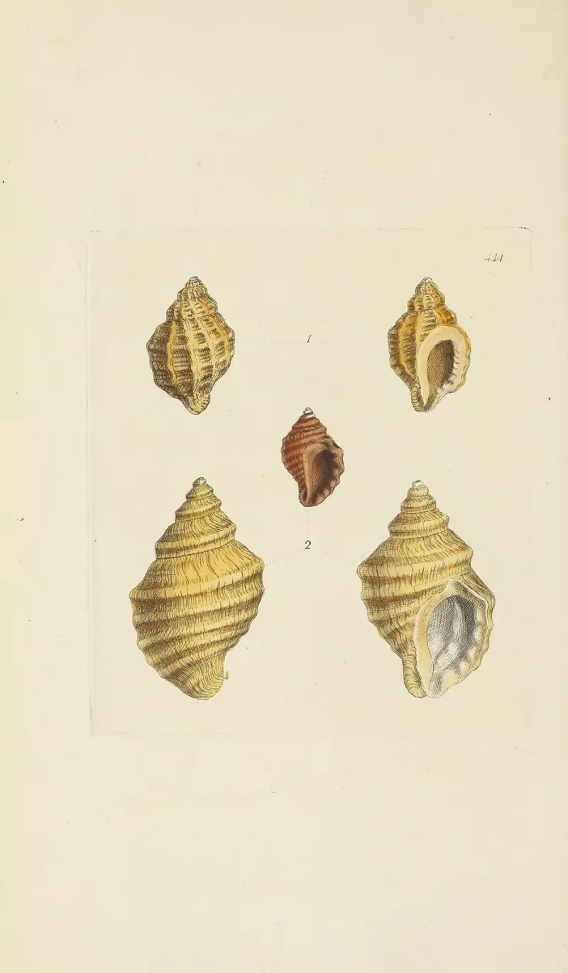 The mineral conchology of Great Britain Pl.497 av James Sowerby