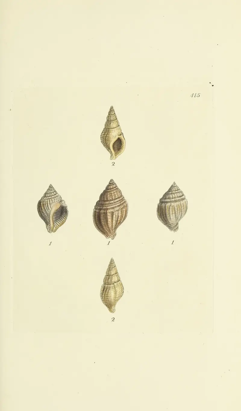 The mineral conchology of Great Britain Pl.498 av James Sowerby