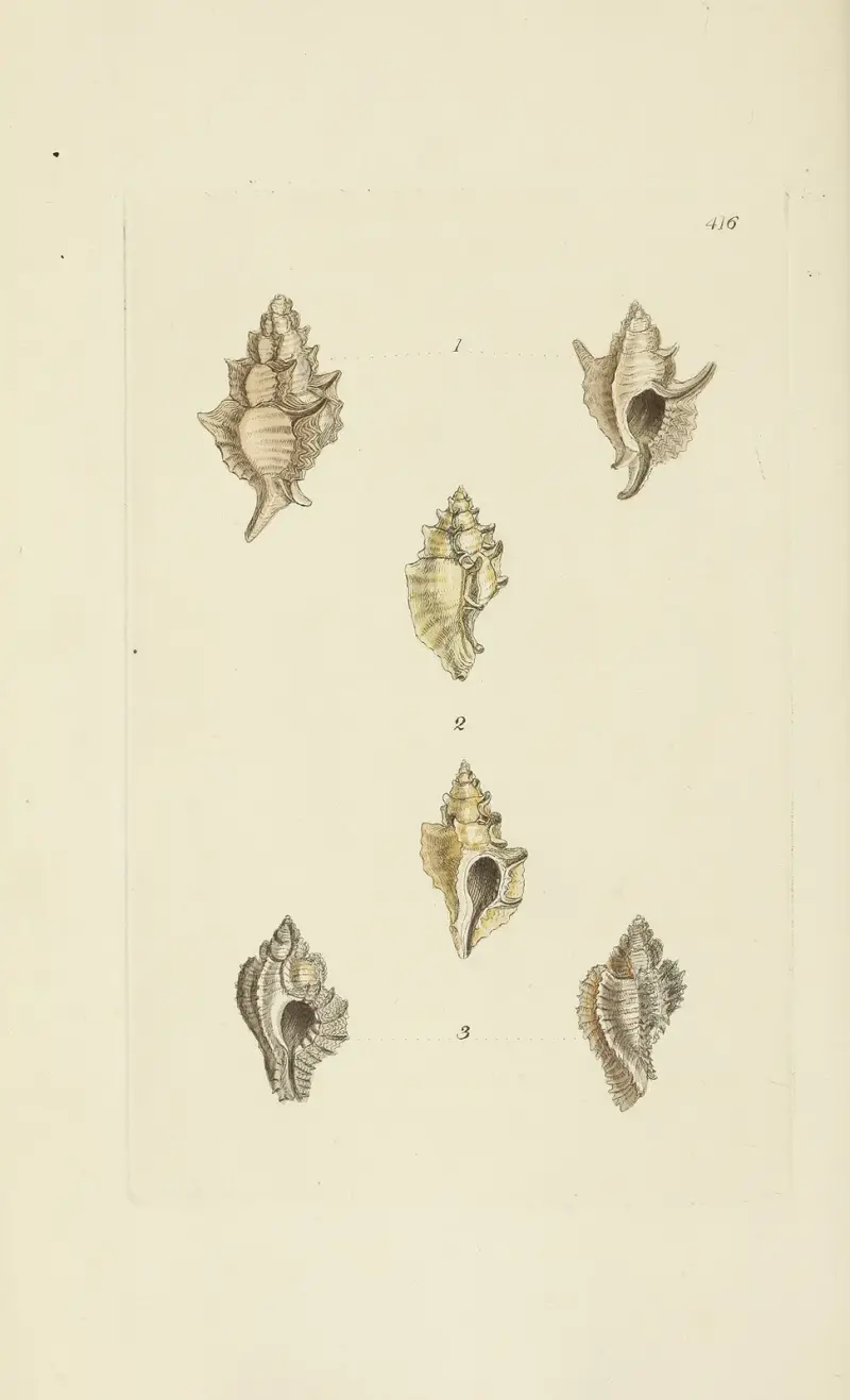 The mineral conchology of Great Britain Pl.499 av James Sowerby