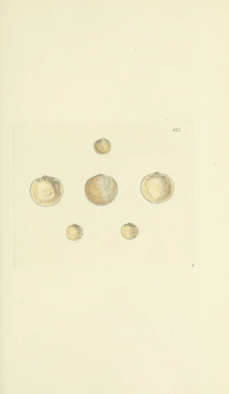 The mineral conchology of Great Britain Pl.500 av James Sowerby