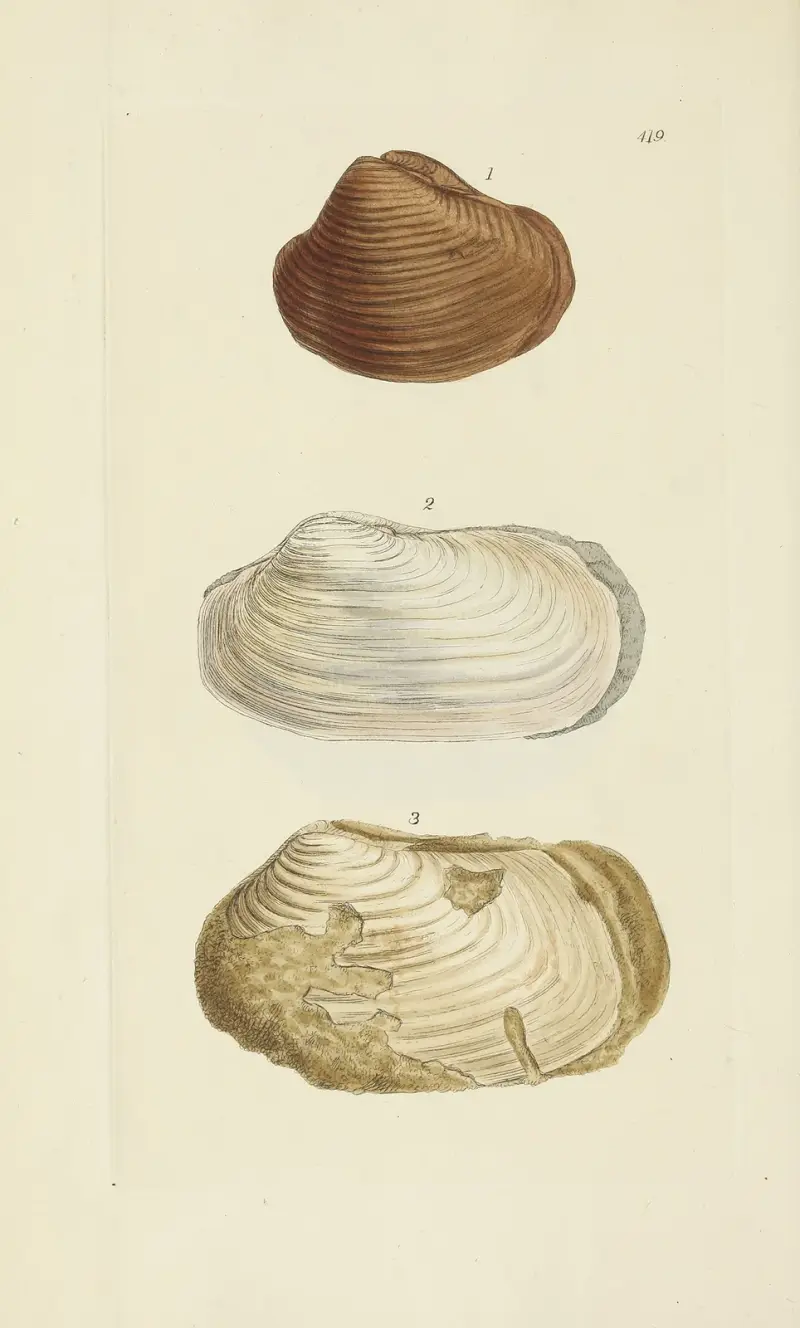 The mineral conchology of Great Britain Pl.502 av James Sowerby