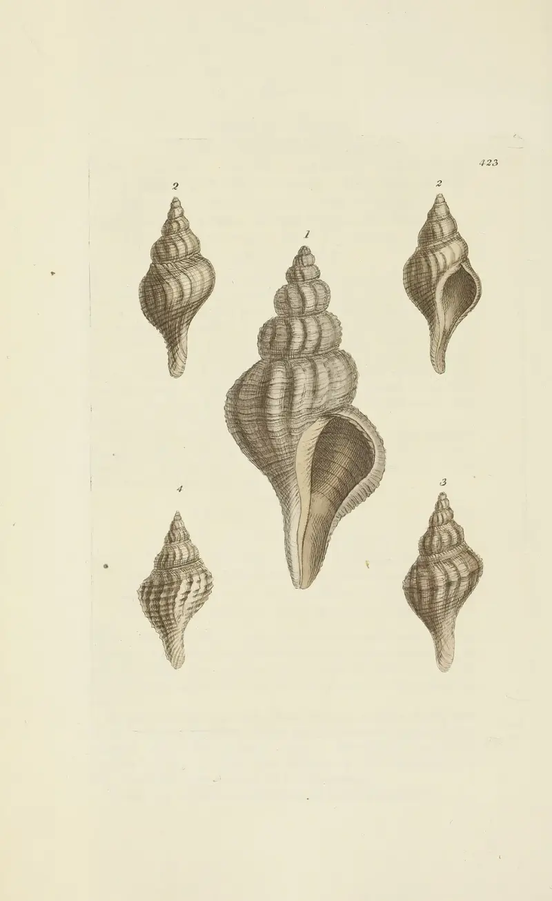 The mineral conchology of Great Britain Pl.505 av James Sowerby