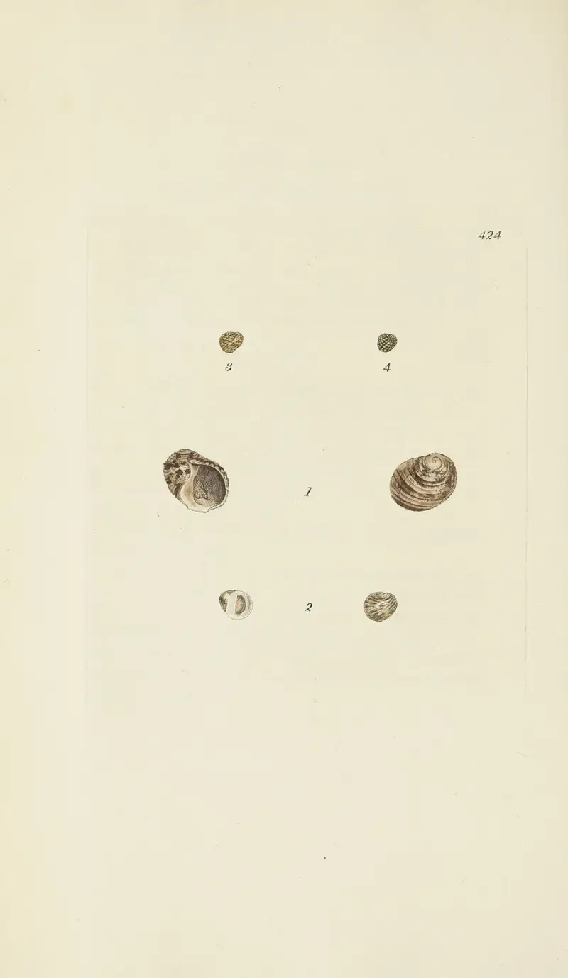 The mineral conchology of Great Britain Pl.506, James Sowerby