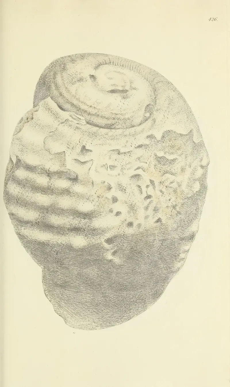 The mineral conchology of Great Britain pl. 508 av James Sowerby