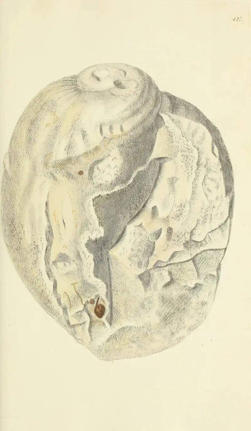 The mineral conchology of Great Britain Pl.509 av James Sowerby