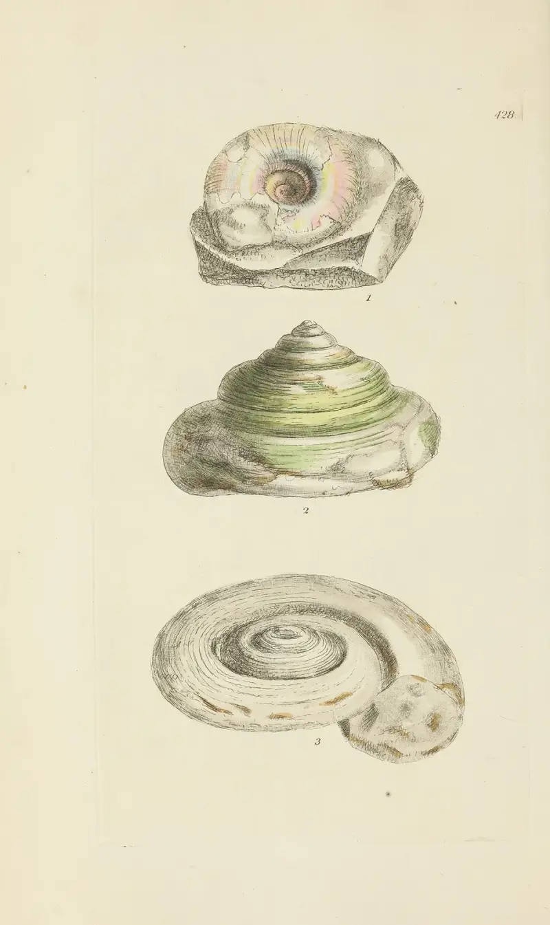 The mineral conchology of Great Britain Pl.510 av James Sowerby