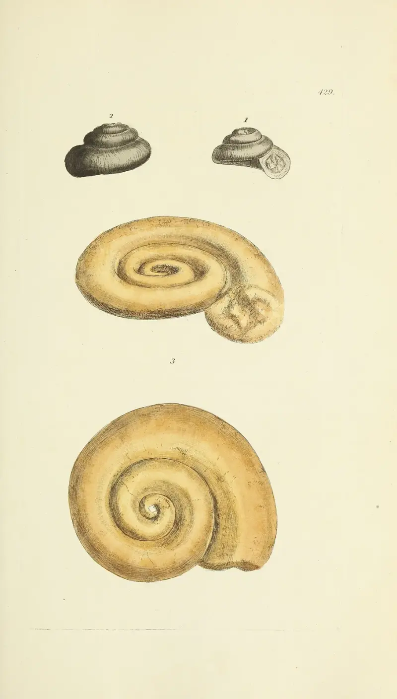 The mineral conchology of Great Britain Pl. 511 av James Sowerby