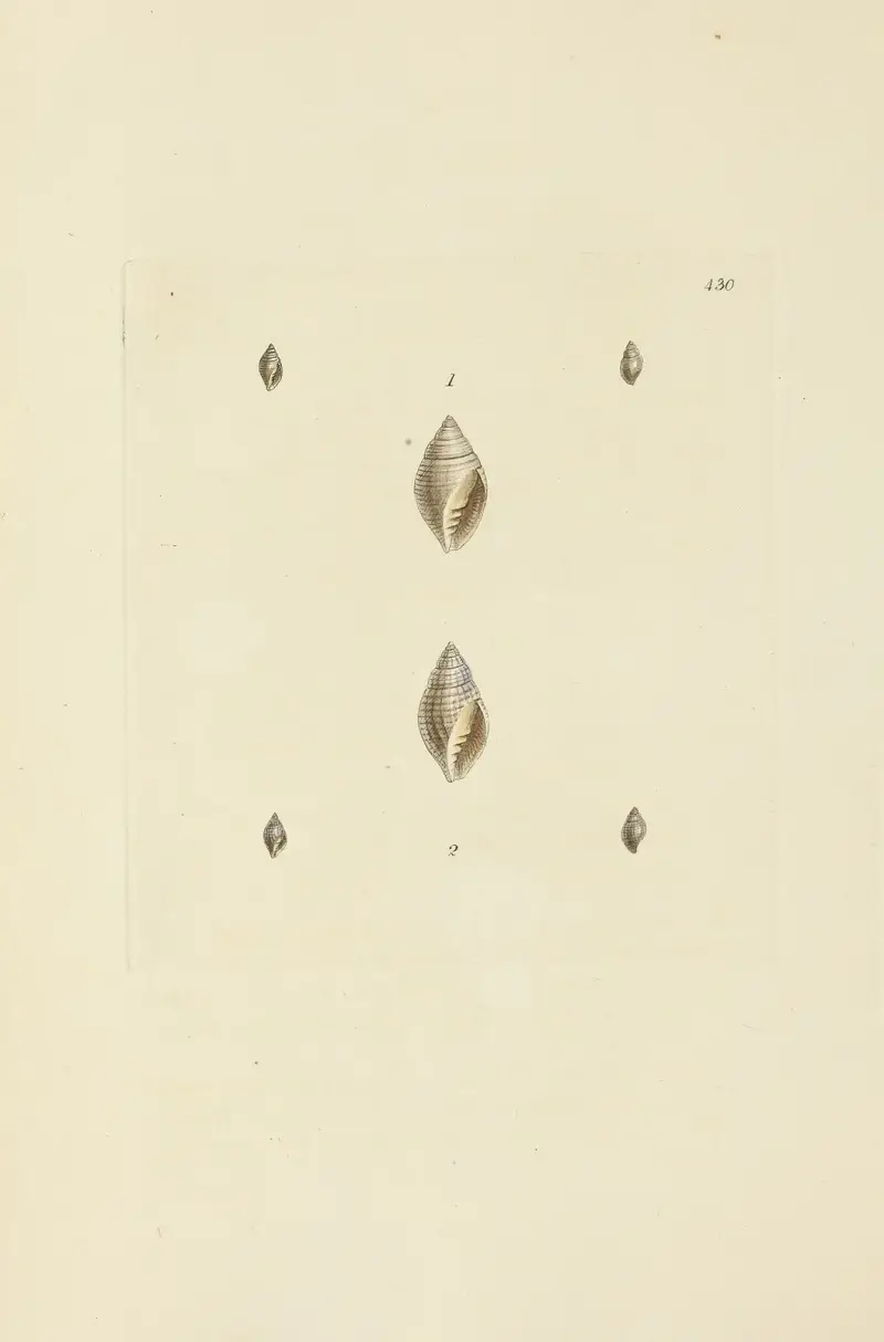 The mineral conchology of Great Britain Pl.512 av James Sowerby