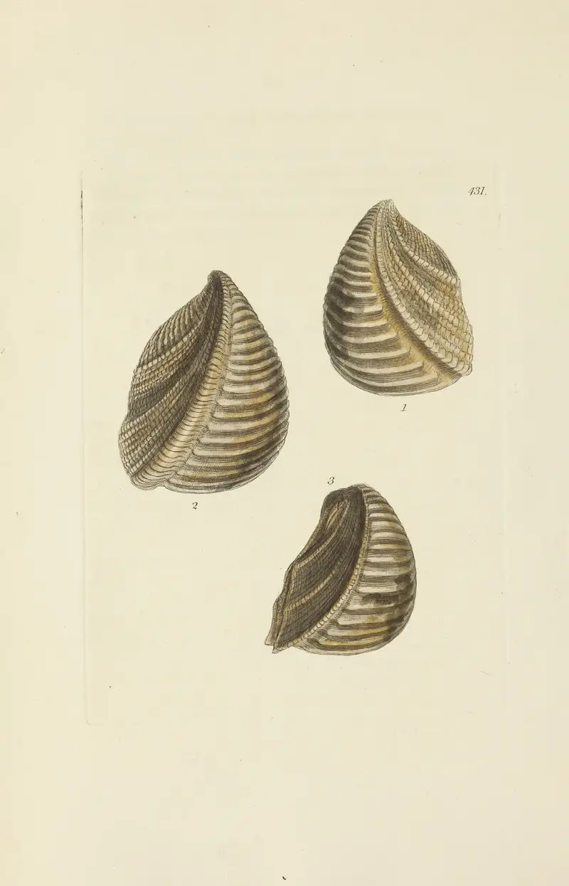 Great Britains mineralogi och konkologi, plansch 513 av James Sowerby