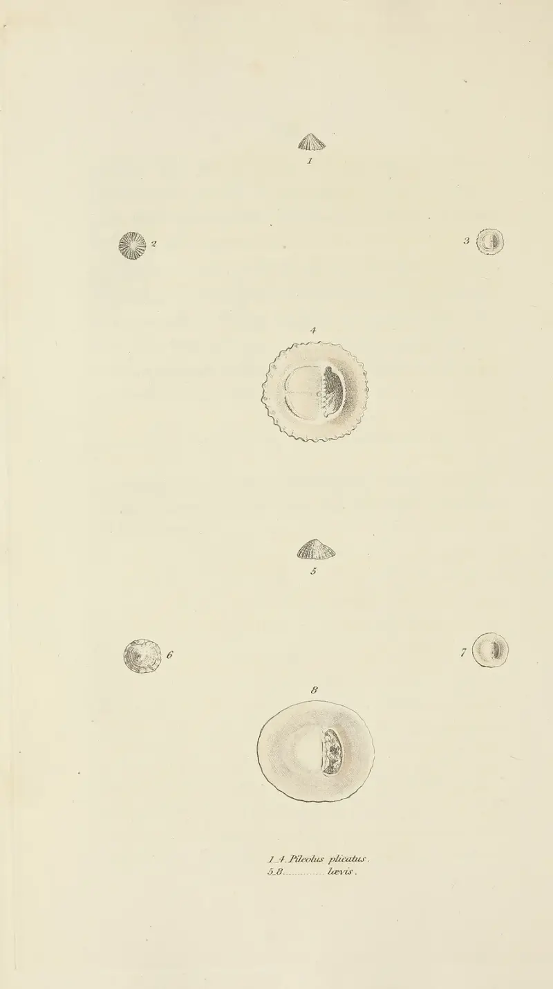 The mineral conchology of Great Britain Pl.514 av James Sowerby
