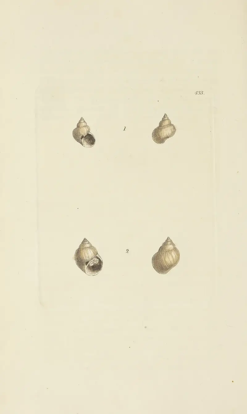 Mineralconkologi från Storbritannien, pl. 515 av James Sowerby