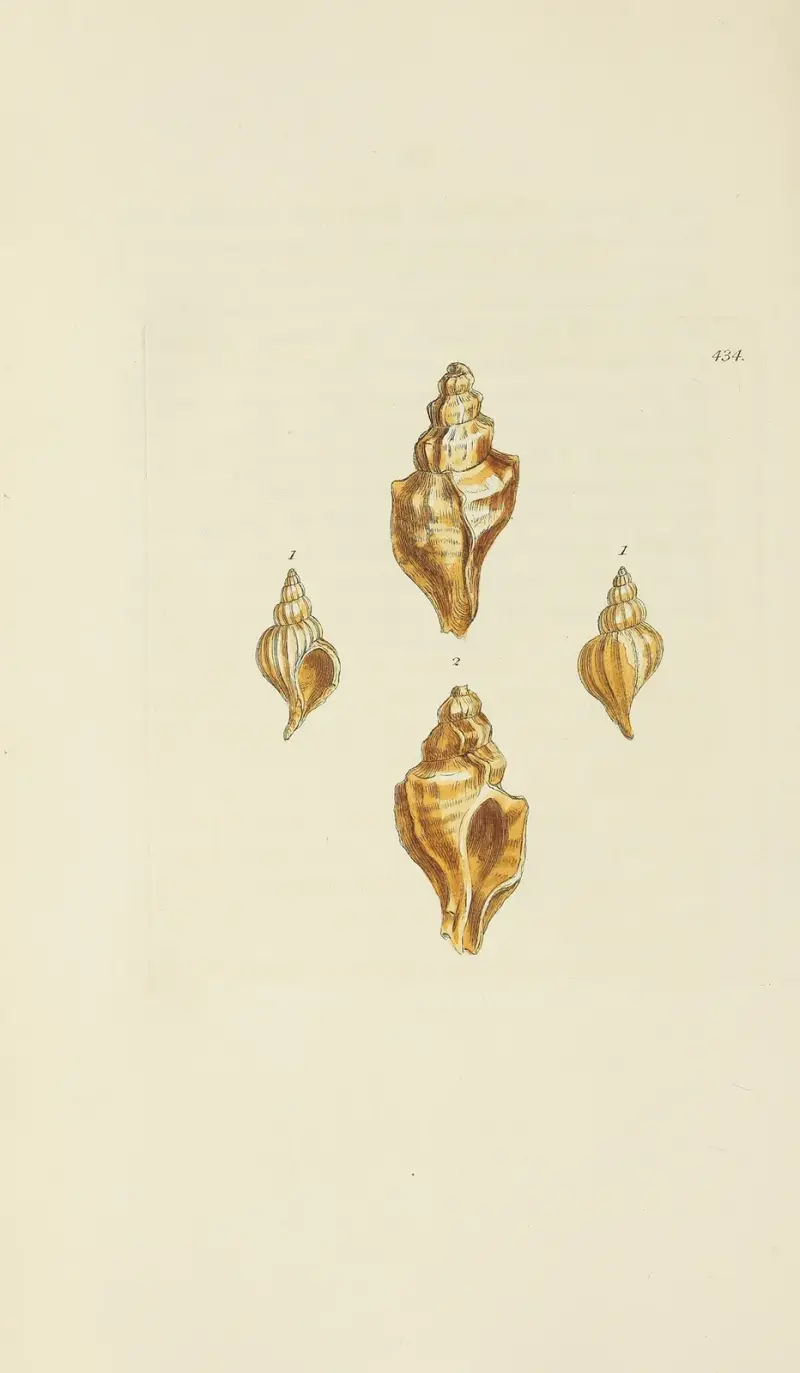 The mineral conchology of Great Britain Pl.516 av James Sowerby