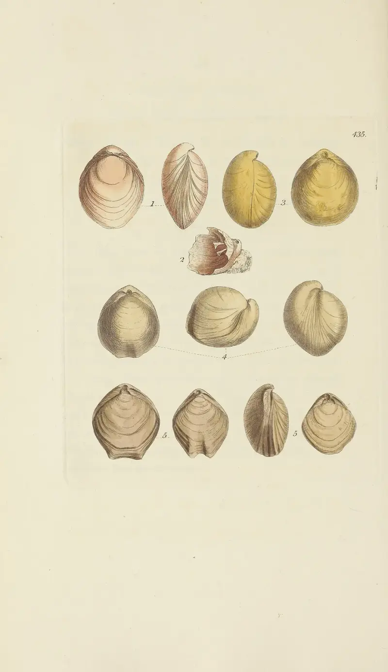 The mineral conchology of Great Britain Pl.517 av James Sowerby