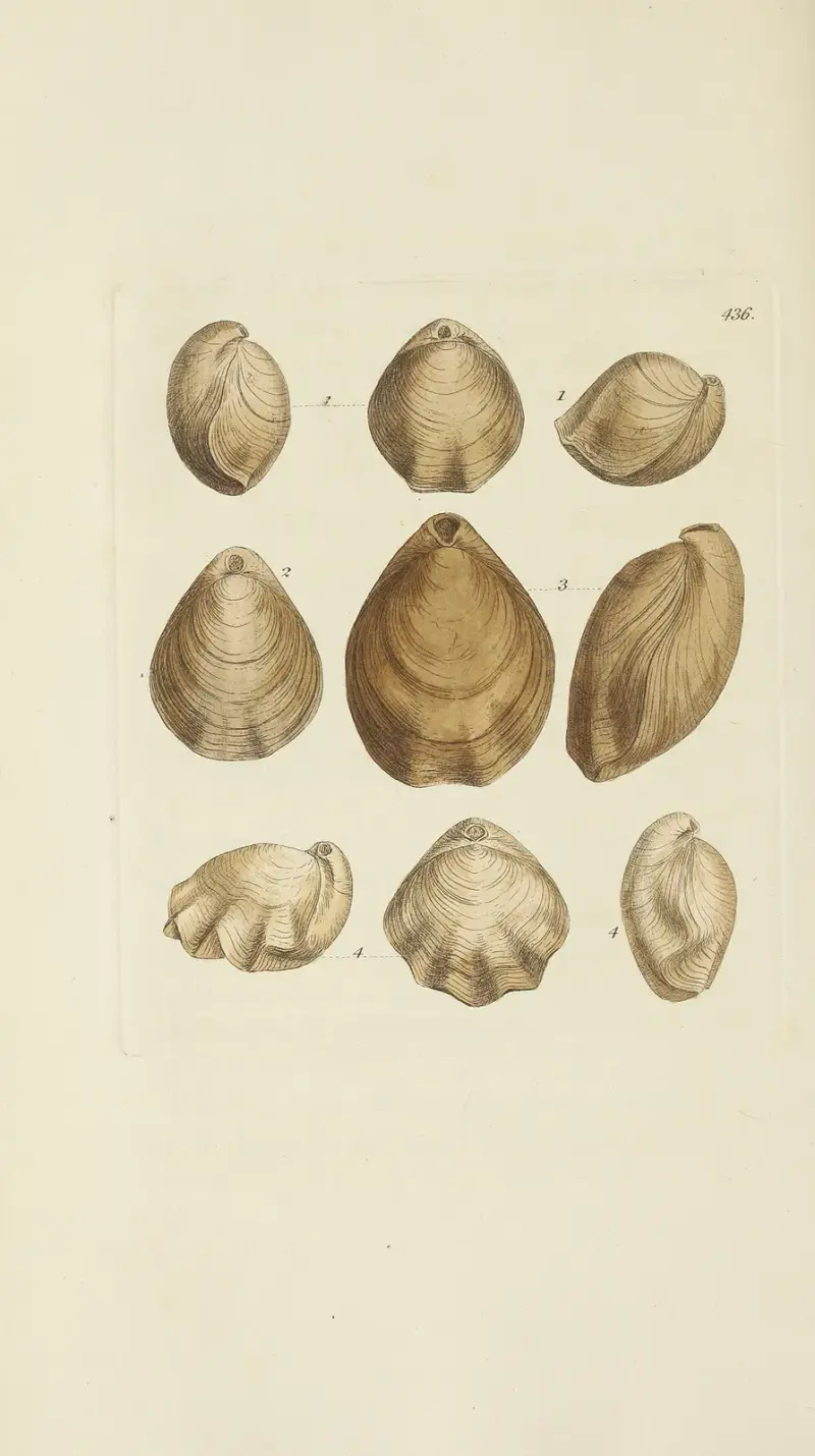 Mineralconchology från Storbritannien pl. 518 av James Sowerby