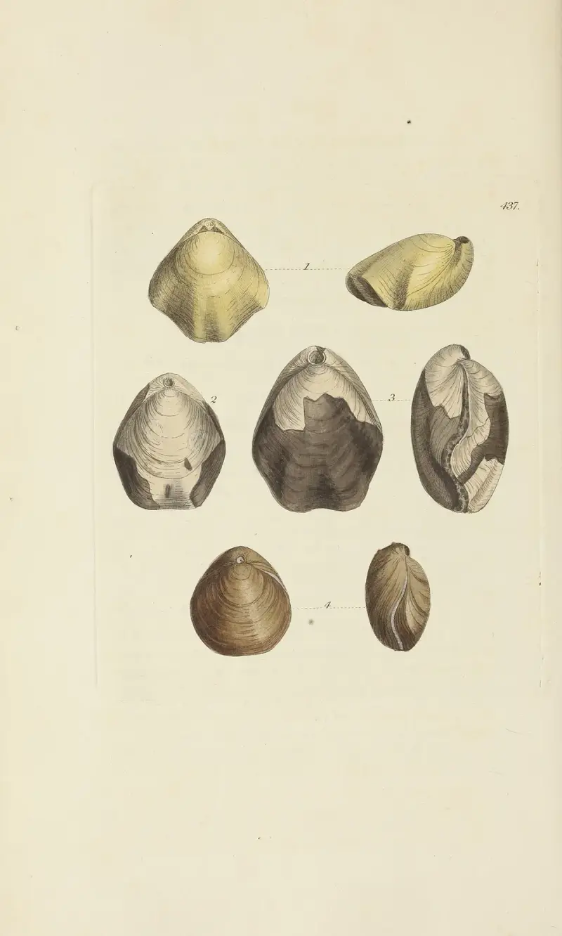 The mineral conchology of Great Britain Pl.519 av James Sowerby
