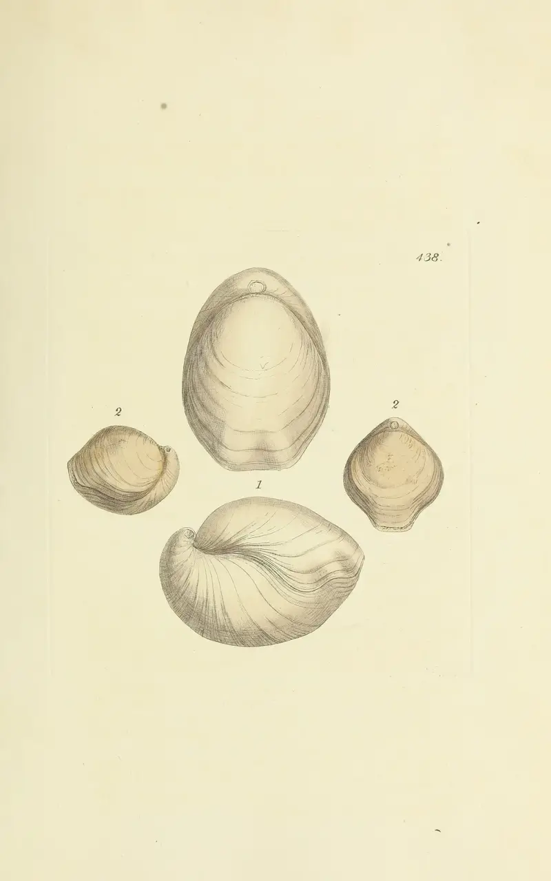 The mineral conchology of Great Britain Pl.520 av James Sowerby