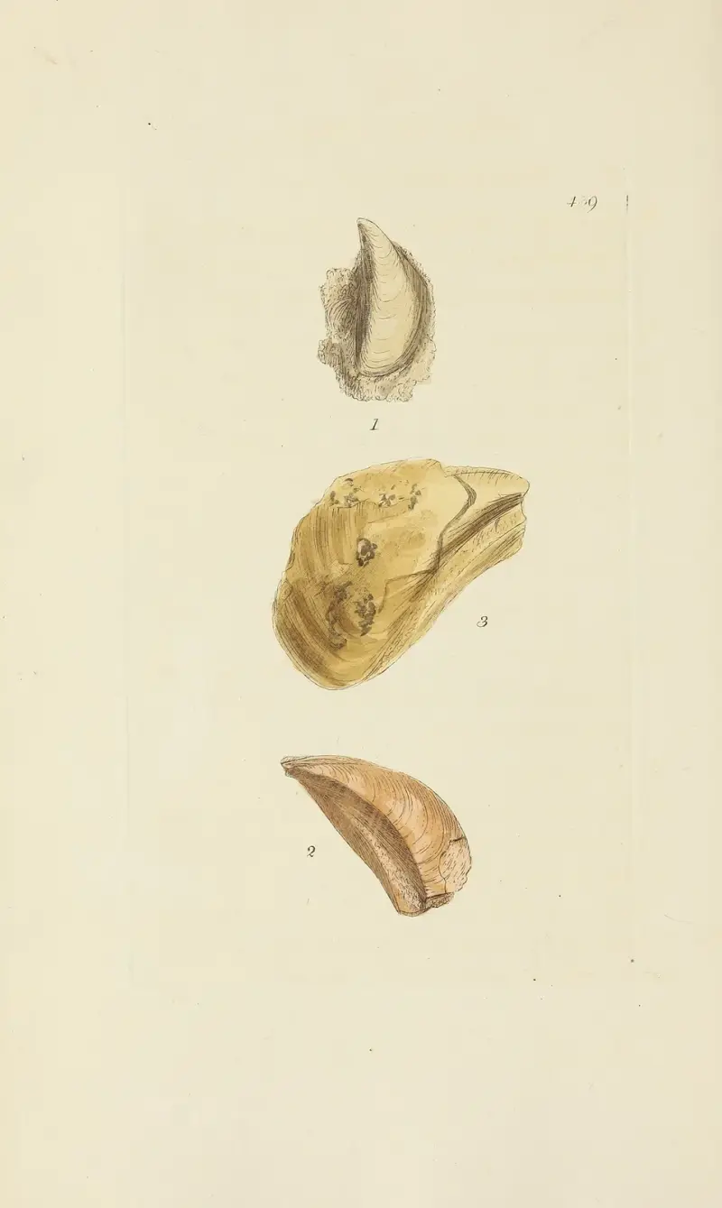 Die Mineral-Conchologie von Großbritannien Taf. 521 von James Sowerby