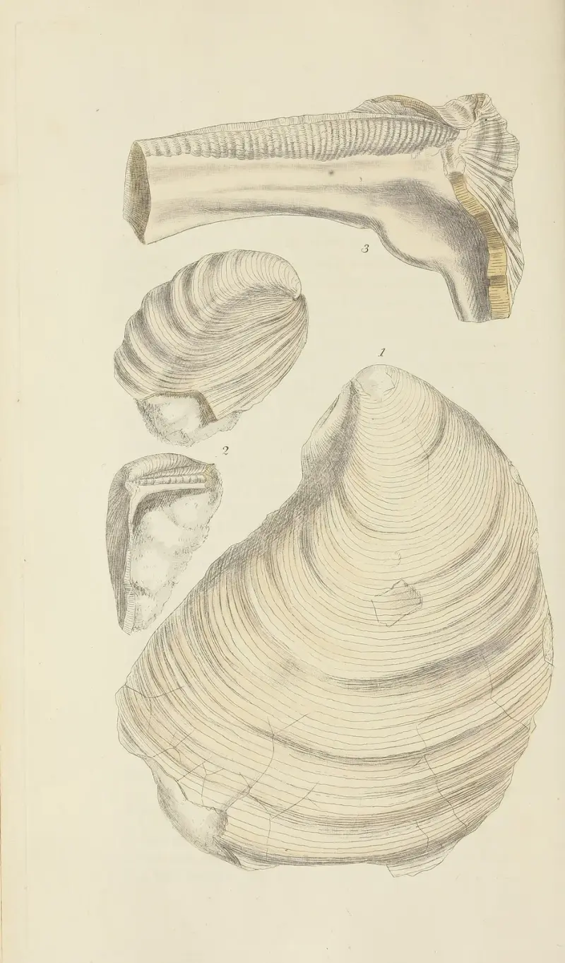 The mineral conchology of Great Britain Pl.522 av James Sowerby