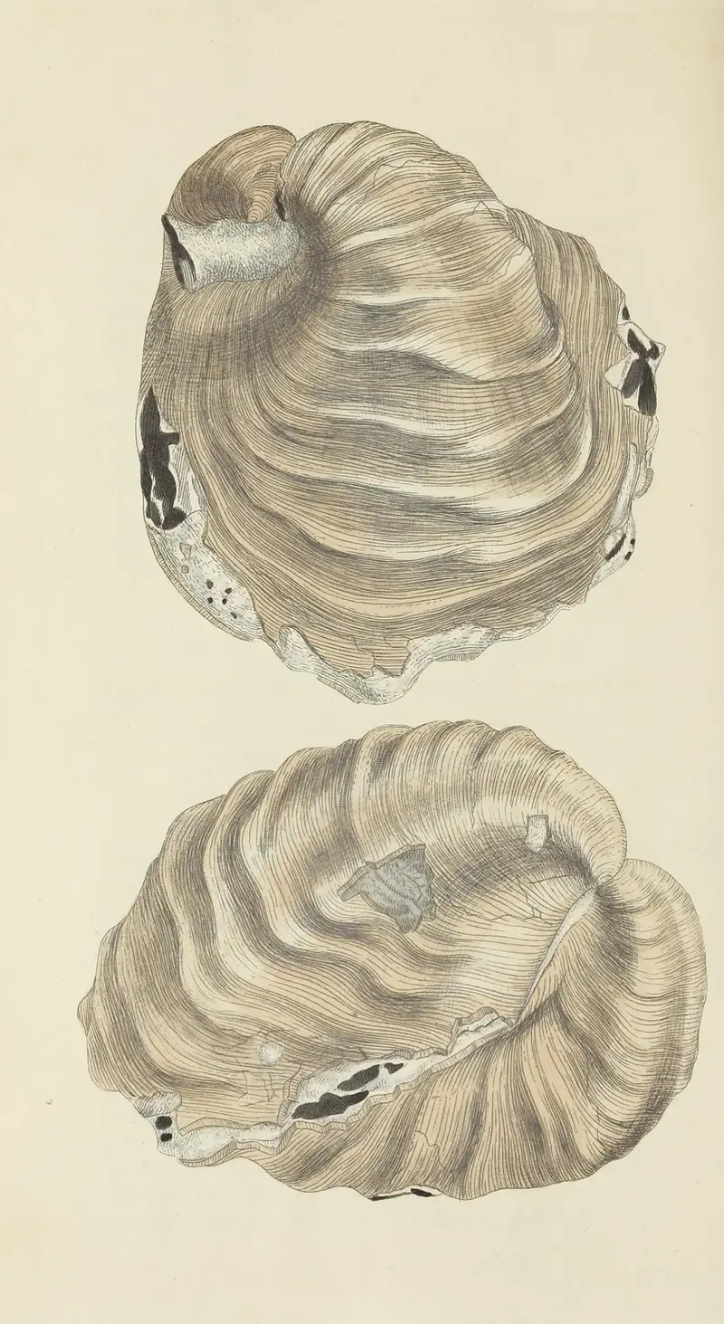 The mineral conchology of Great Britain Pl.523 av James Sowerby