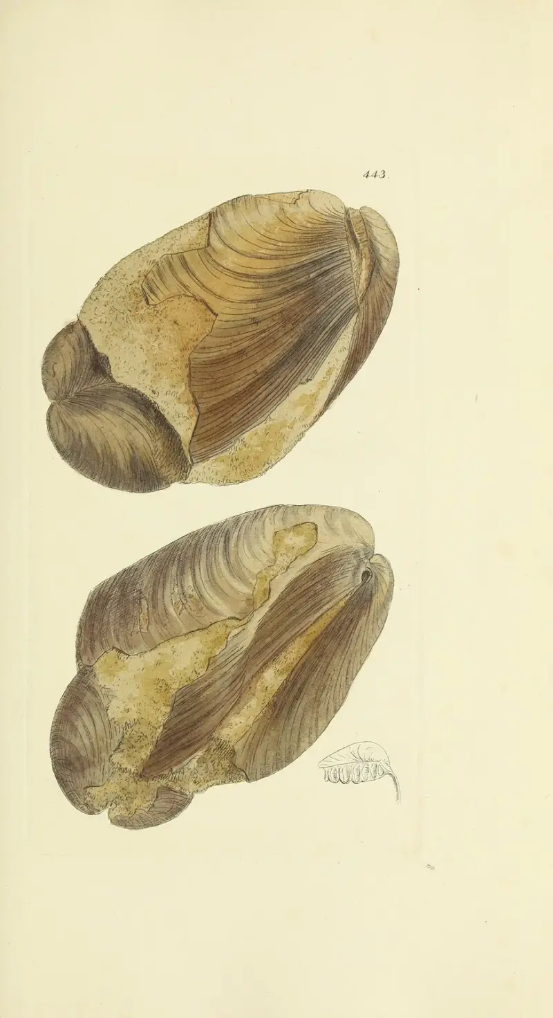 Die Mineral-Conchyliologie Großbritanniens, Taf. 525 von James Sowerby