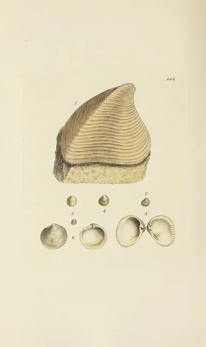 Die Mineral-Conchologie Großbritanniens, Tafel 526 von James Sowerby