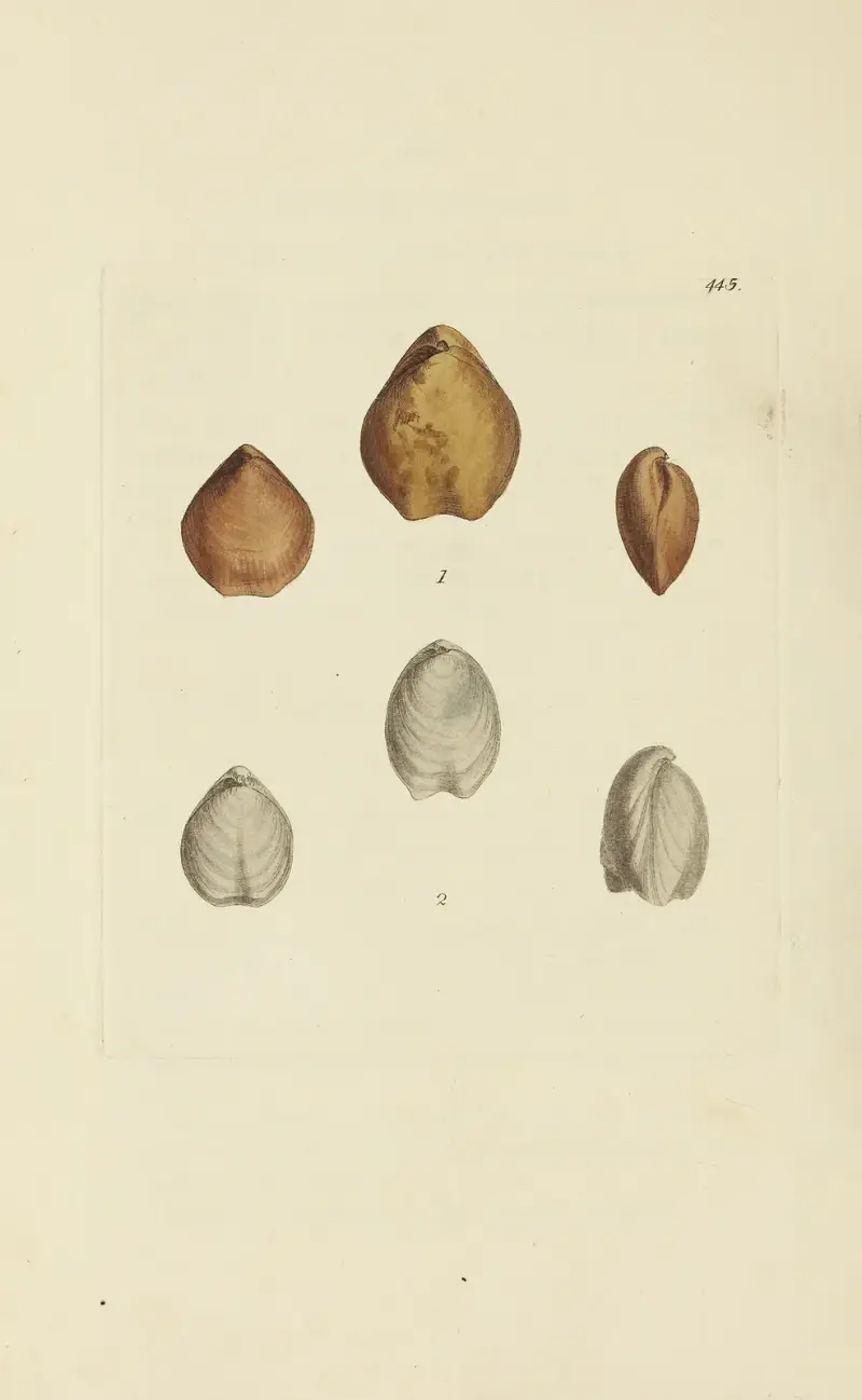 Die Mineral-Conchologie von Großbritannien Taf. 527 von James Sowerby