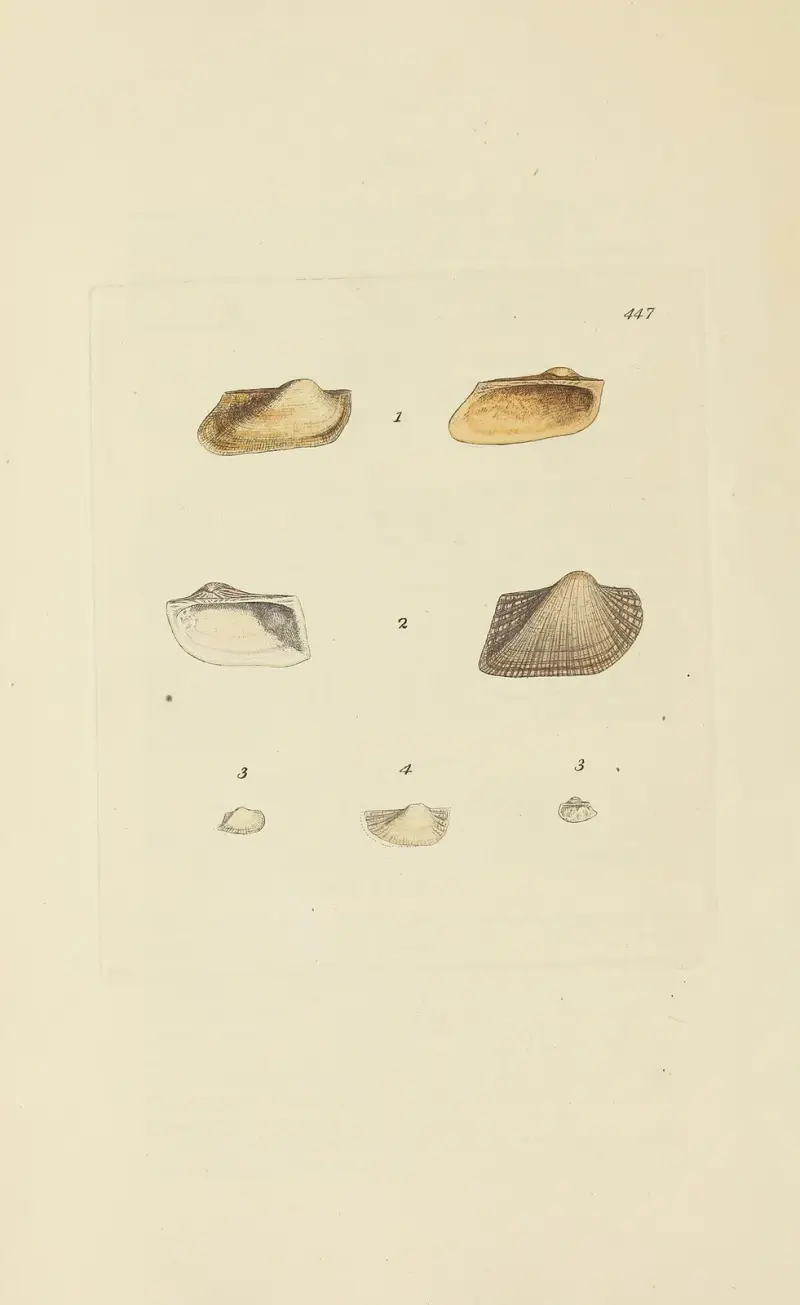 The Mineral Conchology of Great Britain, pl. 529 av James Sowerby