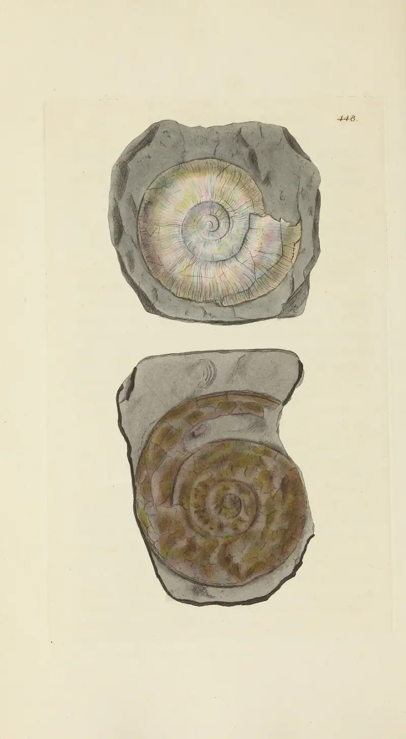 The Mineral Conchology of Great Britain, Tafel 530 von James Sowerby