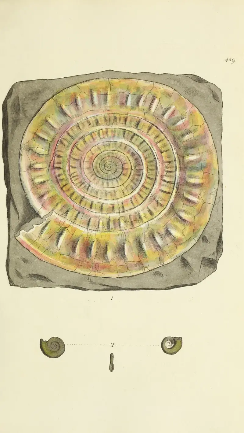 The mineral conchology of Great Britain Pl.531 av James Sowerby