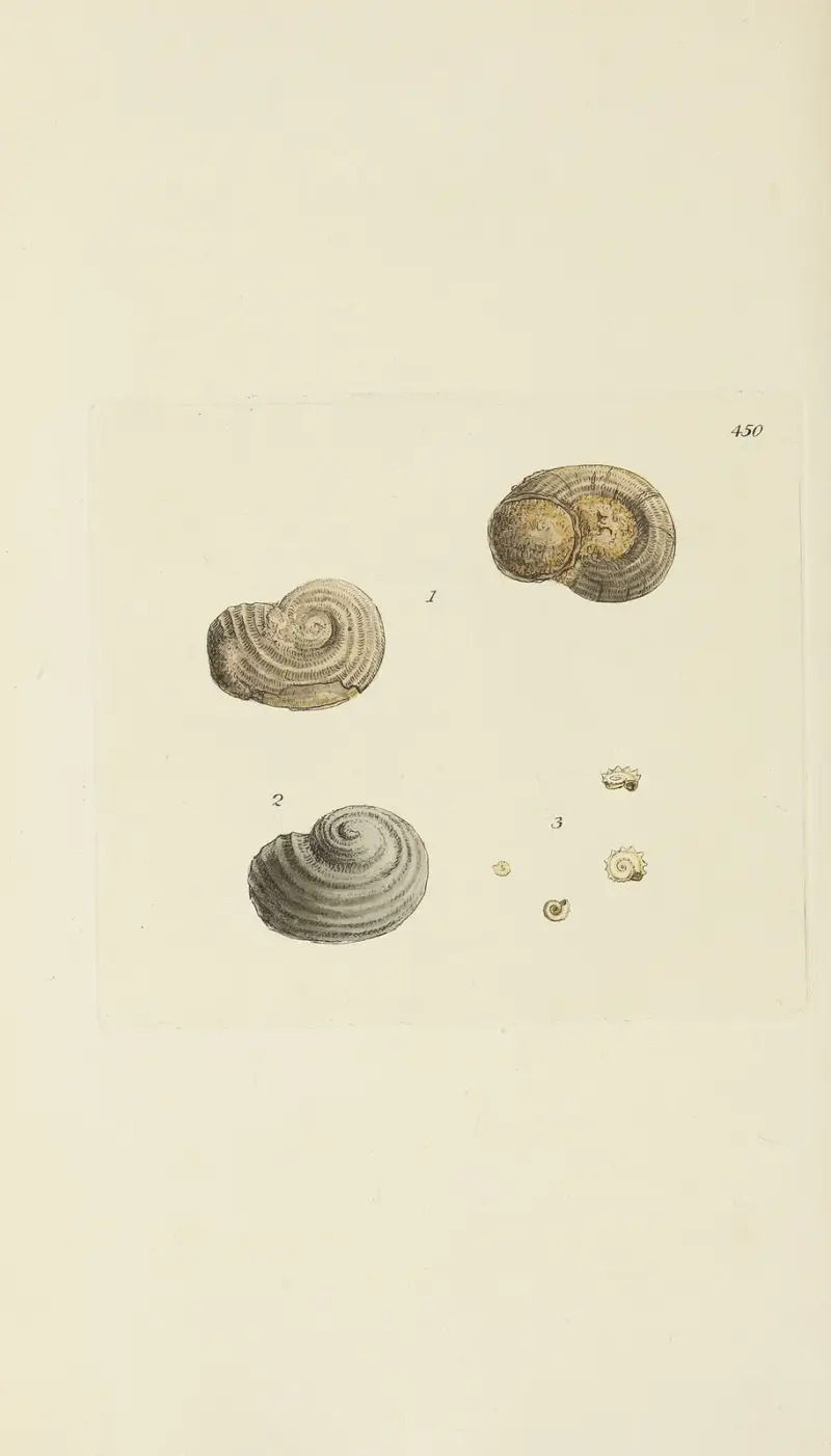 The mineral conchology of Great Britain Pl.532 av James Sowerby