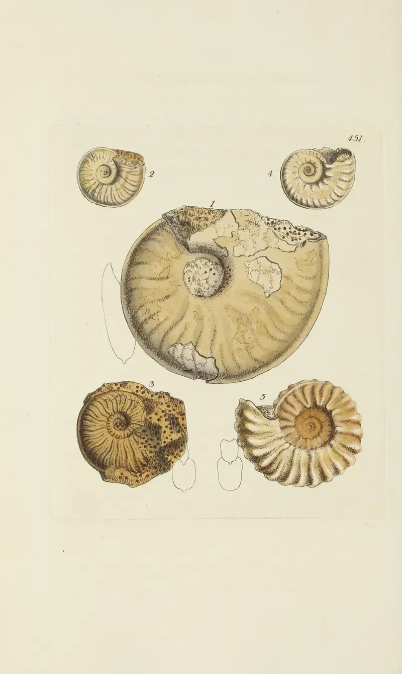 Die Mineral-Conchyliologie Großbritanniens Taf. 533 von James Sowerby