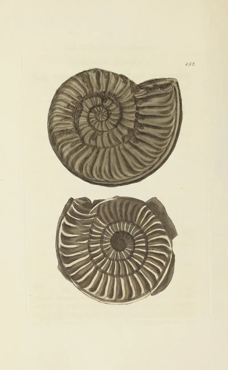 Mineralconchology från Storbritannien, plansch 534 av James Sowerby