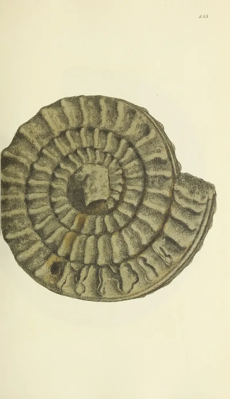 The mineral conchology of Great Britain Pl.535 av James Sowerby