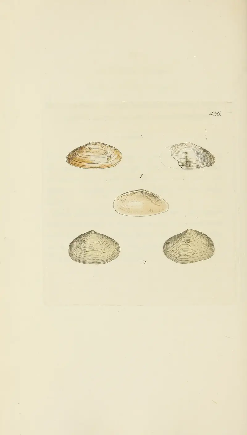 Mineralconchologi från Storbritannien, plansch 537 av James Sowerby