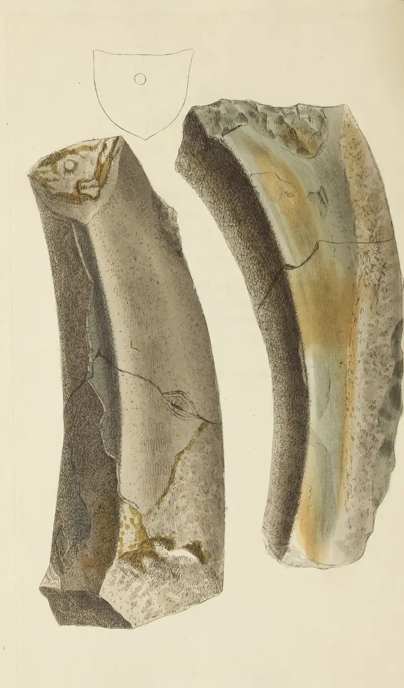 The mineral conchology of Great Britain Pl.538 av James Sowerby